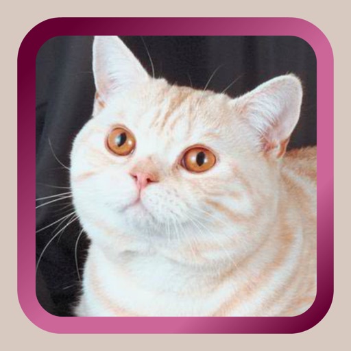 Kitty Cat Mah Jongg Solitaire icon