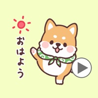 fluffy fat Shiba anime