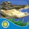 Alligator at Saw Grass Road App Support