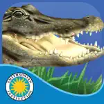 Alligator at Saw Grass Road App Alternatives