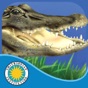 Alligator at Saw Grass Road app download