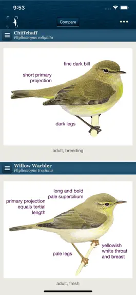 Game screenshot Birds of Northern Europe apk