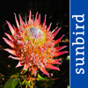 Wildflowers of South Africa - Sunbird Images OHG