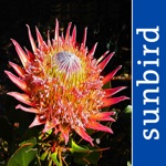 Download Wildflowers of South Africa app