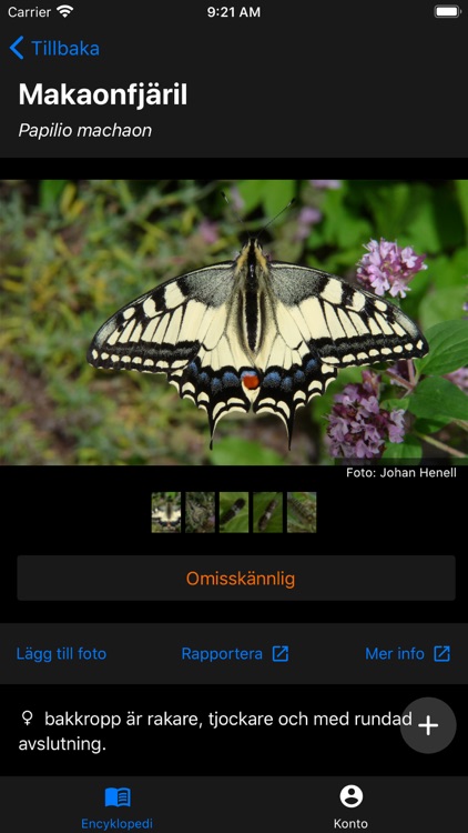 Bioblitz Fjärilar i Sverige