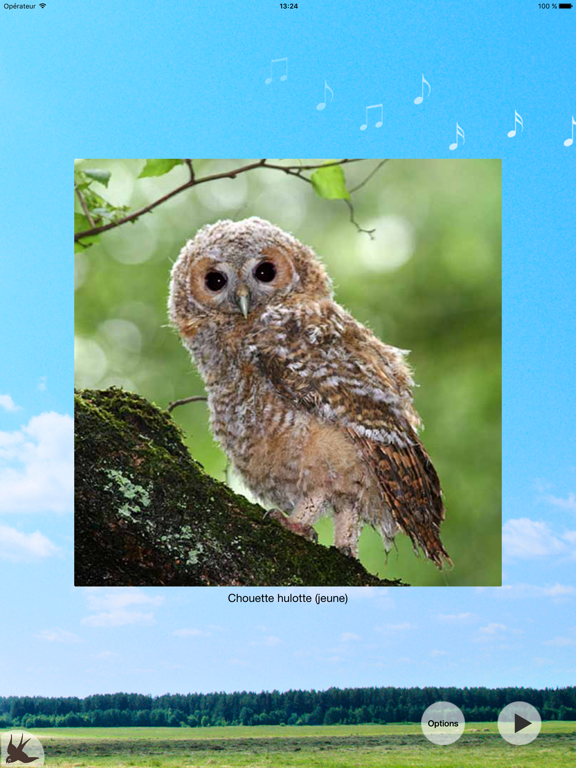 Cui-cui! Chants d'oiseaux Cui-cui! Chants d'oiseaux
