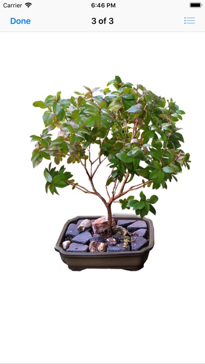 Beautiful Bonsai screenshot-3