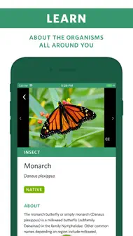 Seek av iNaturalist iphone bilder 2