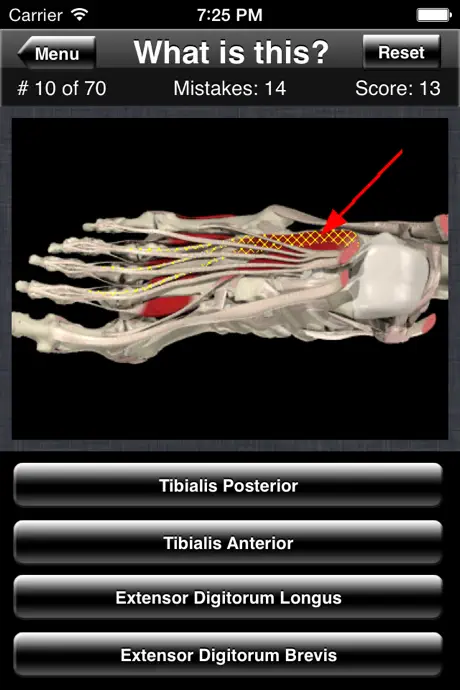 Anatomy Foot Quiz