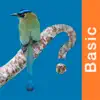 Panama Birds Field Guide Basic problems & troubleshooting and solutions