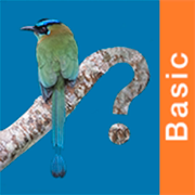 Panama Birds Field Guide Basic