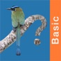 Panama Birds Field Guide Basic app download