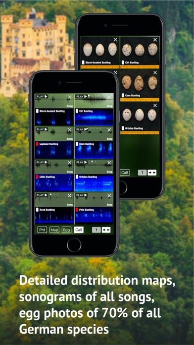 All Birds Germany Screenshot