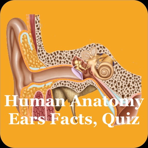 Human Anatomy Ears Facts, Quiz Icon