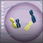 Meiosis  Mitosis by Sensavis