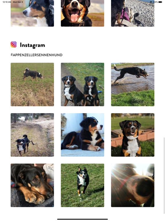 Screenshot #6 pour Dogs Pedia: Breed identifier