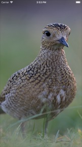 Skjermbilde