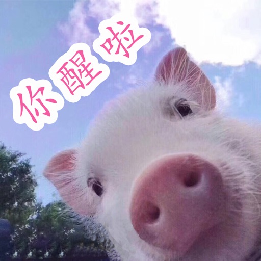 撩人小猪猪表情包 icon