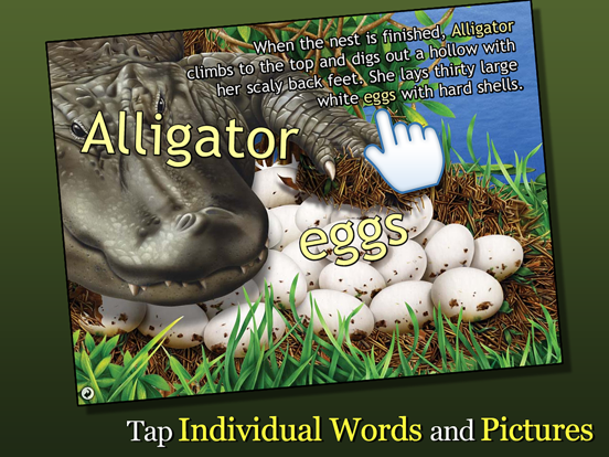 Screenshot #6 pour Alligator at Saw Grass Road