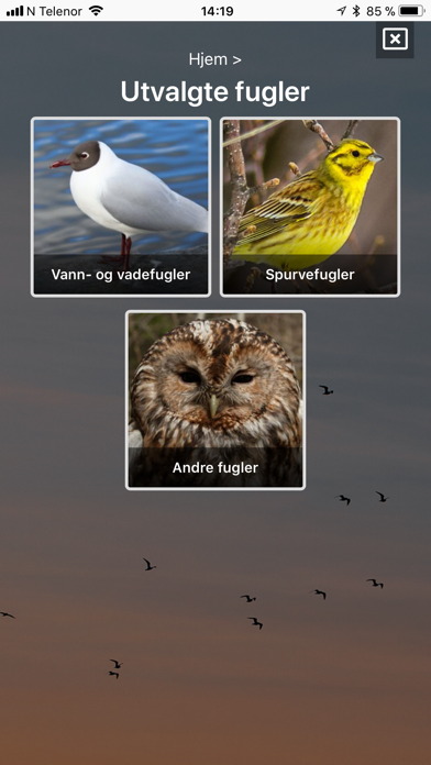 Fugler i nærmiljøet Screenshot