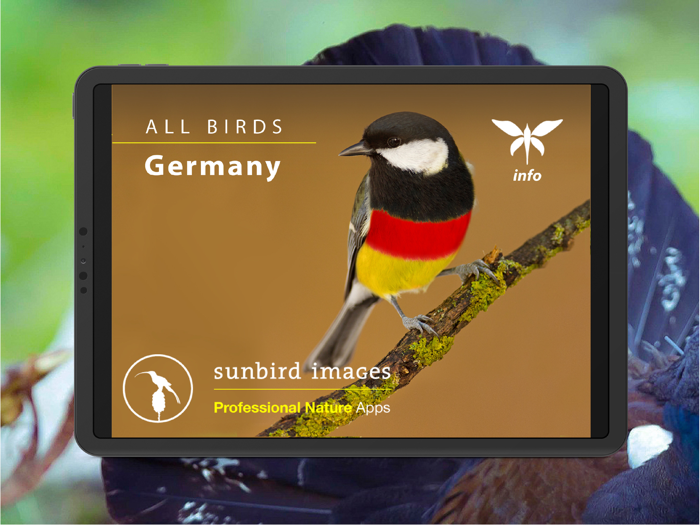 All Birds Germany