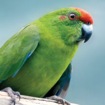 Norfolk Birds Читы
