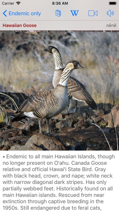 Bird ID Hawaii Screenshot
