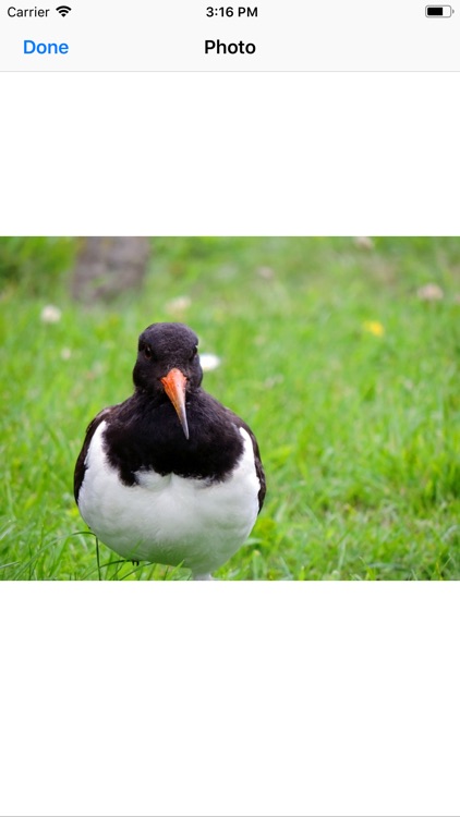 Oystercatcher Stickers