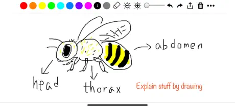 Super Simple Draw Premium