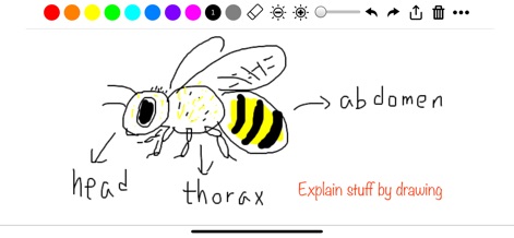 Super Simple Draw Premium - Productivity App | MWM