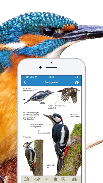 Vogelarten kennenlernen und bestimmen