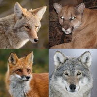  Coyote& Predator Hunting Calls Alternatives