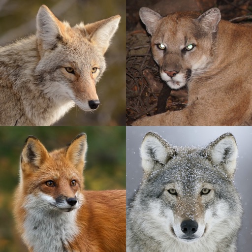 Coyote& Predator Hunting Calls iOS App