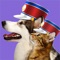 Earn silver and gold coins by judging pet pics and swiping photos off so that the winning pet remains