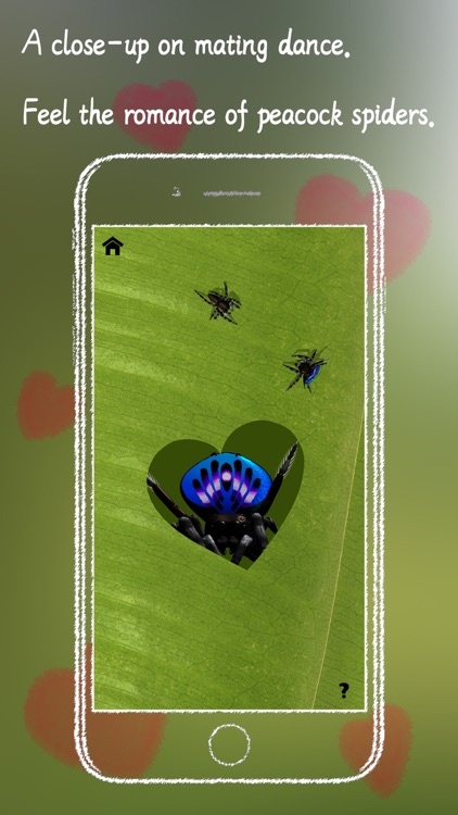 Spider Chord screenshot-4