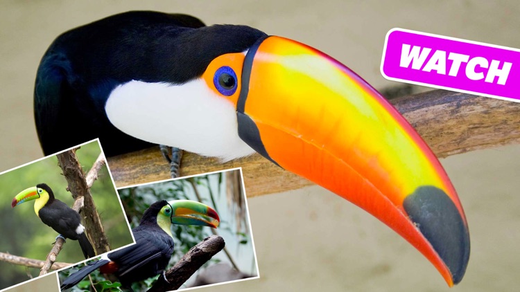 Animal Sounds Photos and Info