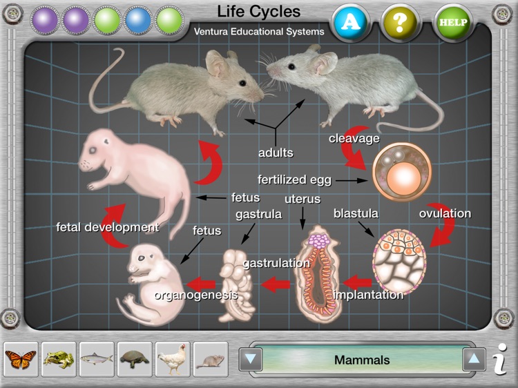 Interactive Life Cycles screenshot-4