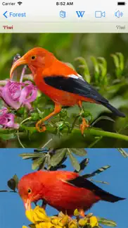 bird id hawaii iphone images 2