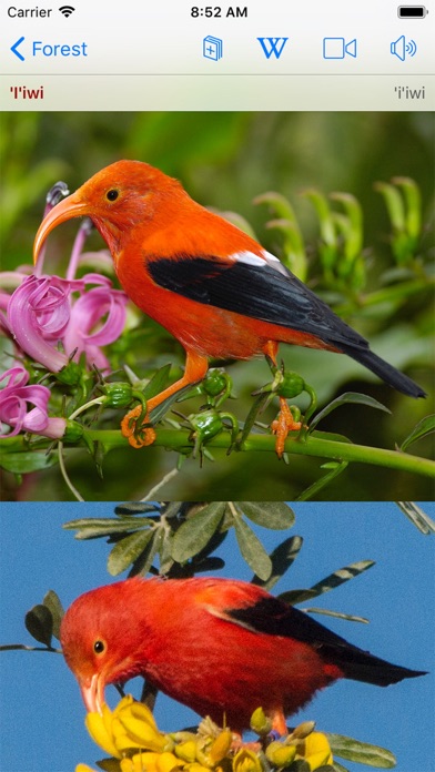 Bird ID Hawaii Screenshot