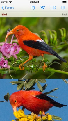 Bird ID Hawaii screenshot 2