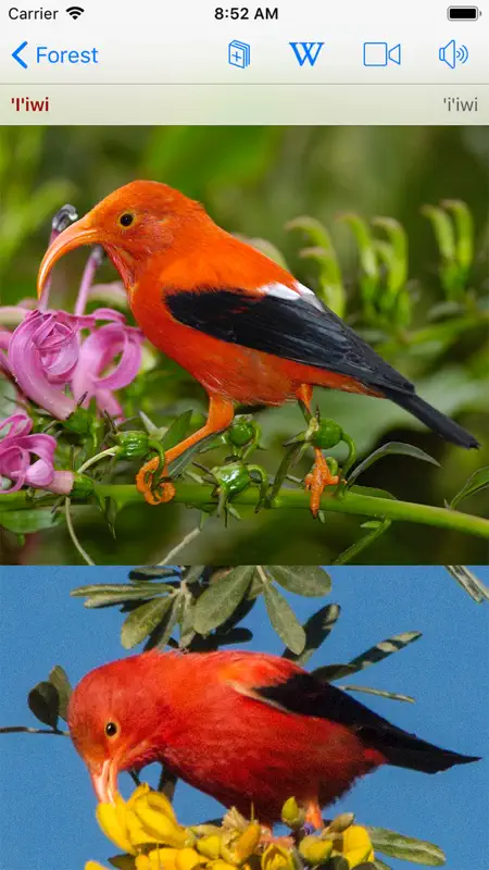 Bird ID Hawaii screenshot 2 of 10