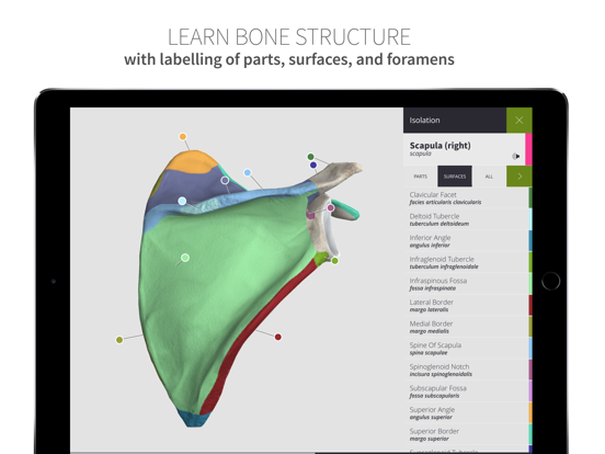 Screenshot #6 pour Anatomyka Skeleton