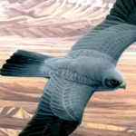 Download Birds of the Middle East app