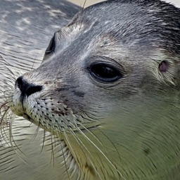 Real Seal Stickers