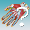 Alexander Mokrushin - Anatomy Hand Quiz アートワーク