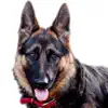 German Shepard Dog Sounds! App Support