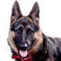 German Shepard Dog Sounds! app download
