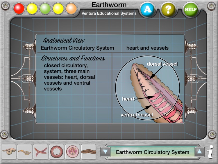 Earthworm Anatomy