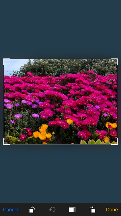 July - Analog Style Photo screenshot-7