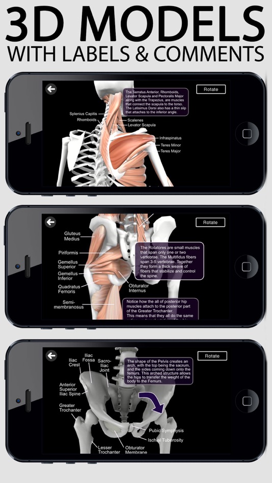 Learn Muscles: Anatomy - 9.4 - (iOS)